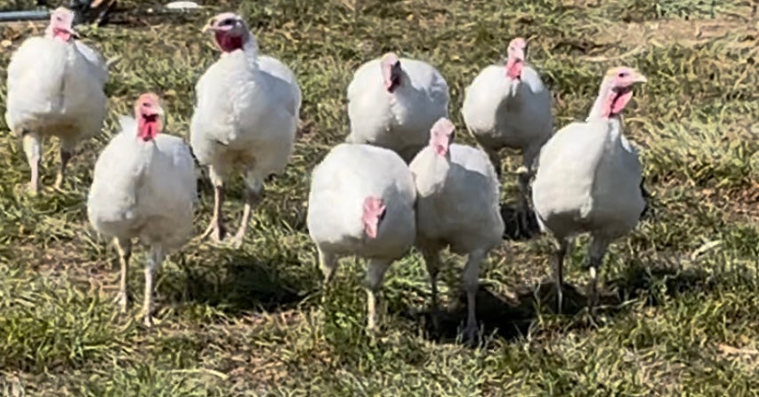 Pasture Raised Whole Turkey